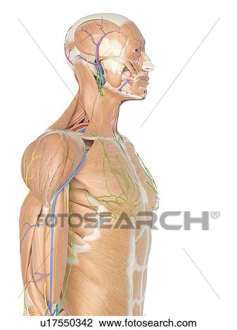 Stock Image - Human anatomy, computer illustration.. Fotosearch