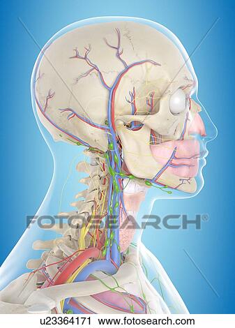Stock Image - Human anatomy, computer illustration.. Fotosearch