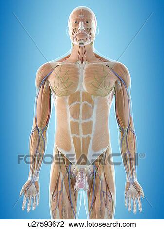 Stock Image - Human anatomy, computer illustration.. Fotosearch