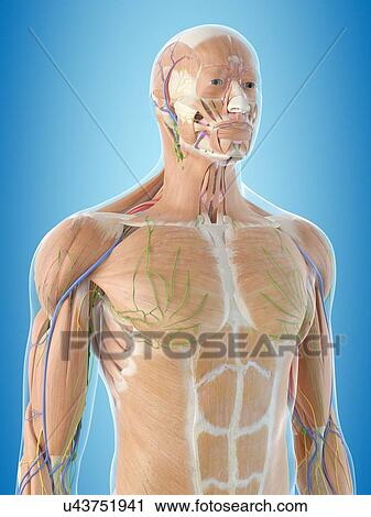 Stock Image - Human anatomy, computer illustration.. Fotosearch