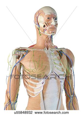 Stock Image - Human anatomy, computer illustration.. Fotosearch