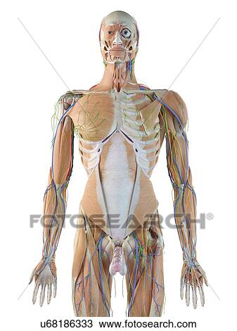 Stock Image - Human anatomy, computer illustration.. Fotosearch