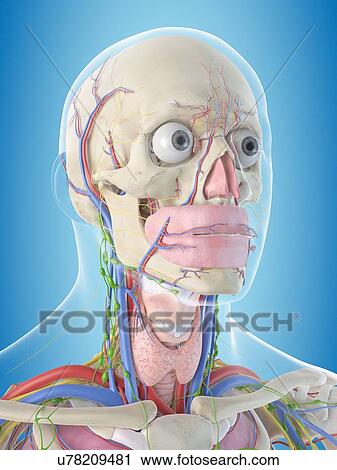 Stock Image - Human anatomy, computer illustration.. Fotosearch