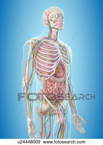 Human anatomy, computer illustration. View Large Photo Image Stock Photo - Human anatomy, computer illustration.. Fotosearch
