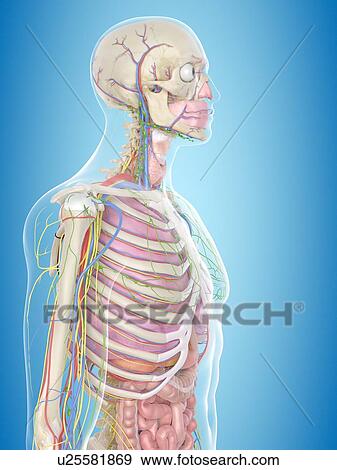 Human anatomy, computer illustration. View Large Photo Image Stock Photo - Human anatomy, computer illustration.. Fotosearch