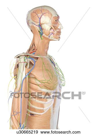 Human anatomy, computer illustration. View Large Photo Image Stock Photo - Human anatomy, computer illustration.. Fotosearch