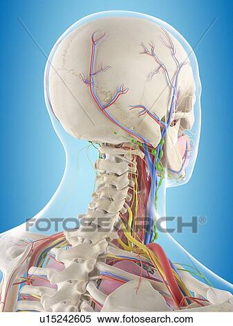 Human anatomy, computer illustration. View Large Photo Image Stock Photography - Human anatomy, computer illustration.. Fotosearch
