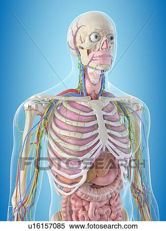 Stock Photography - Human anatomy, computer illustration.. Fotosearch