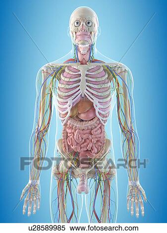 Stock Photography - Human anatomy, computer illustration.. Fotosearch