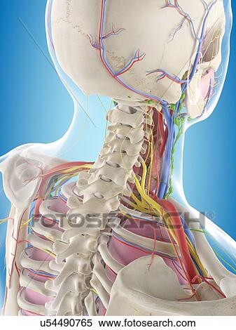 Stock Photography - Human anatomy, computer illustration.. Fotosearch