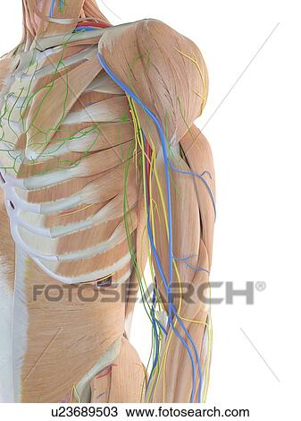 Human anatomy of the arm, computer illustration. View Large Photo Image Stock Image - Human anatomy of the arm, computer illustration.. Fotosearch
