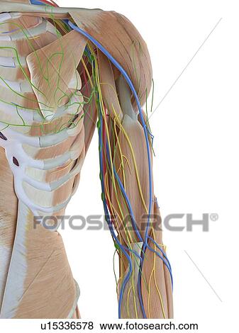Human anatomy of the arm, computer illustration. View Large Photo Image Stock Photo - Human anatomy of the arm, computer illustration.. Fotosearch