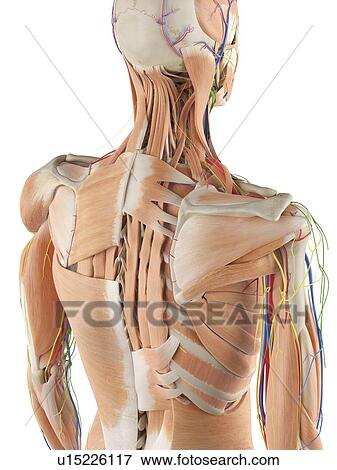 Stock Photo - Human anatomy of the back, computer illustration.. Fotosearch