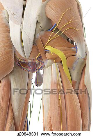 Stock Image - Human anatomy of the buttock, computer illustration.. Fotosearch