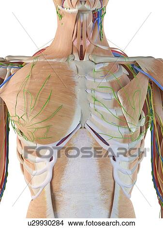 Picture - Human anatomy of the chest, computer illustration.. Fotosearch