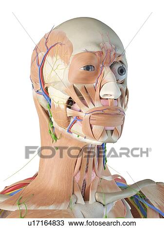 Human anatomy of the head, computer illustration. View Large Photo Image Stock Image - Human anatomy of the head, computer illustration.. Fotosearch