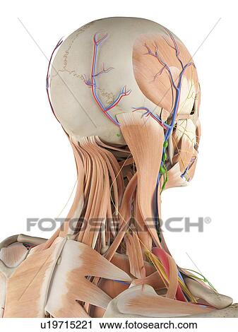 Stock Image - Human anatomy of the head, computer illustration.. Fotosearch