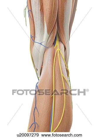 Human anatomy of the leg, computer illustration. View Large Photo Image Stock Photo - Human anatomy of the leg, computer illustration.. Fotosearch