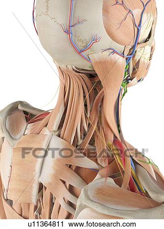 Stock Image - Human anatomy of the neck, computer illustration.. Fotosearch