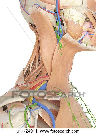 Human anatomy of the neck, computer illustration. View Large Photo Image Stock Image - Human anatomy of the neck, computer illustration.. Fotosearch