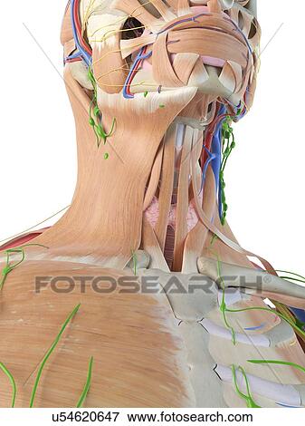 Stock Photo - Human anatomy of the neck, computer illustration.. Fotosearch