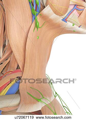 Stock Photo - Human anatomy of the neck, computer illustration.. Fotosearch