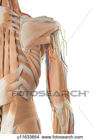 Picture - Human anatomy of the shoulder, computer illustration.. Fotosearch