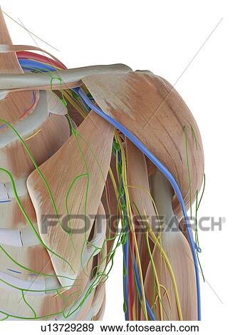 Stock Photo - Human anatomy of the shoulder, computer illustration.. Fotosearch