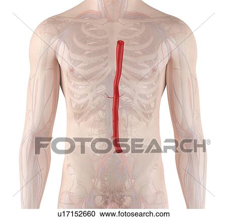 Human aorta, computer illustration. View Large Photo Image Stock Image - Human aorta, computer illustration.. Fotosearch