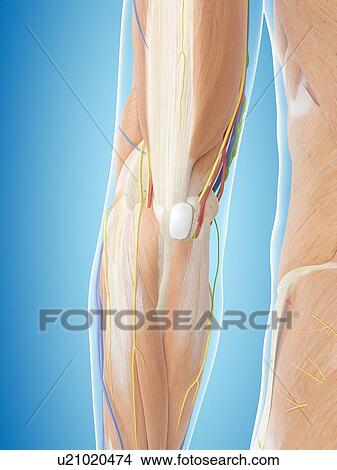 Human arm anatomy, computer illustration. View Large Photo Image Picture - Human arm anatomy, computer illustration.. Fotosearch