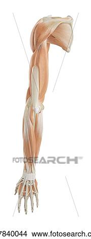 Human arm anatomy, computer illustration. View Large Photo Image Picture - Human arm anatomy, computer illustration.. Fotosearch