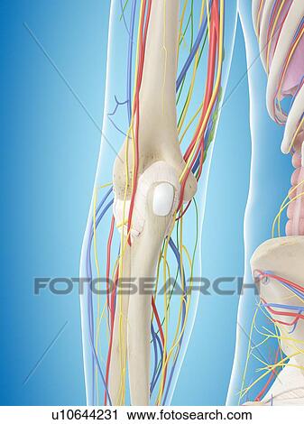 Stock Image - Human arm anatomy, computer illustration.. Fotosearch