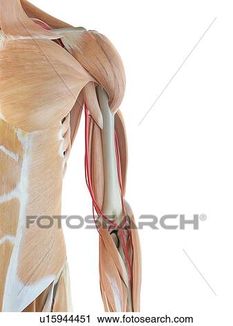 Human arm anatomy, computer illustration. View Large Photo Image Stock Image - Human arm anatomy, computer illustration.. Fotosearch
