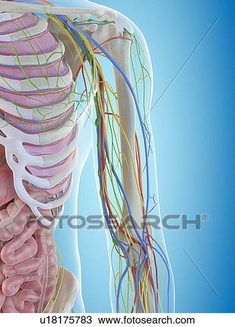 Stock Image - Human arm anatomy, computer illustration.. Fotosearch
