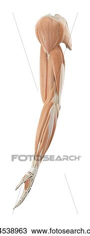 Human arm anatomy, computer illustration. View Large Photo Image Stock Image - Human arm anatomy, computer illustration.. Fotosearch