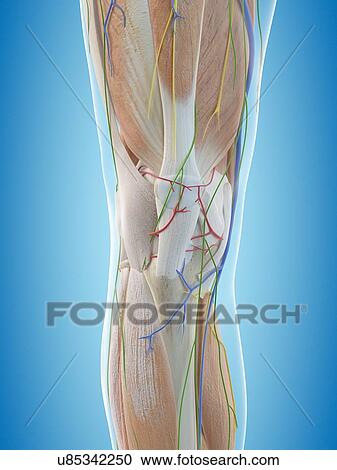Human arm anatomy, computer illustration. View Large Photo Image Stock Image - Human arm anatomy, computer illustration.. Fotosearch