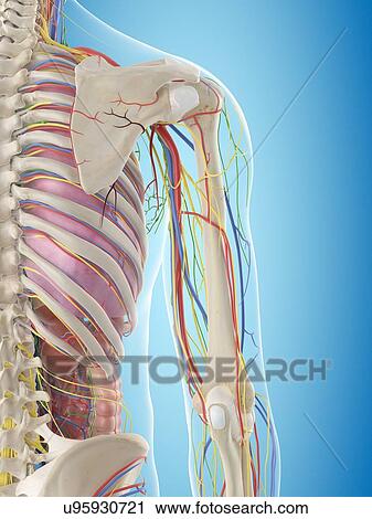 Human arm anatomy, computer illustration. View Large Photo Image Stock Image - Human arm anatomy, computer illustration.. Fotosearch