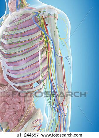 Stock Photo - Human arm anatomy, computer illustration.. Fotosearch