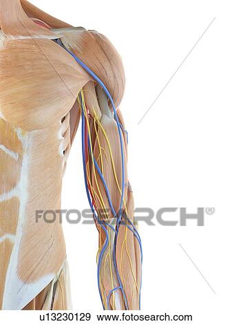 Human arm anatomy, computer illustration. View Large Photo Image Stock Photo - Human arm anatomy, computer illustration.. Fotosearch