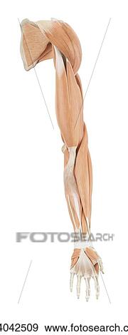 Human arm anatomy, computer illustration. View Large Photo Image Stock Photo - Human arm anatomy, computer illustration.. Fotosearch