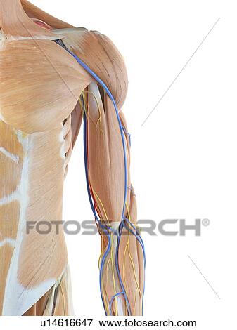 Human arm anatomy, computer illustration. View Large Photo Image Stock Photo - Human arm anatomy, computer illustration.. Fotosearch