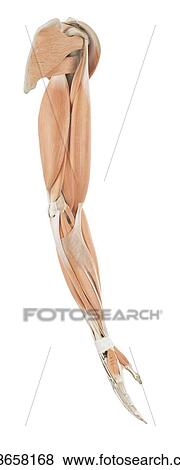 Stock Photo - Human arm anatomy, computer illustration.. Fotosearch