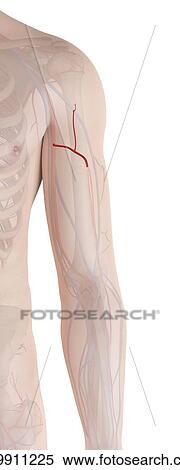 Human arm arteries, computer illustration. View Large Photo Image Stock Photography - Human arm arteries, computer illustration.. Fotosearch