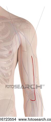 Human arm artery, computer illustration. View Large Photo Image Picture - Human arm artery, computer illustration.. Fotosearch