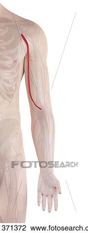 Human arm artery, computer illustration. View Large Photo Image Stock Image - Human arm artery, computer illustration.. Fotosearch