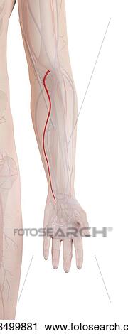 Stock Image - Human arm artery, computer illustration.. Fotosearch