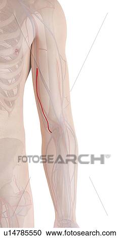 Stock Image - Human arm artery, computer illustration.. Fotosearch