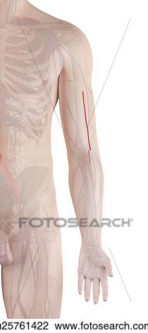 Stock Image - Human arm artery, computer illustration.. Fotosearch