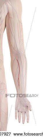 Stock Photo - Human arm artery, computer illustration.. Fotosearch