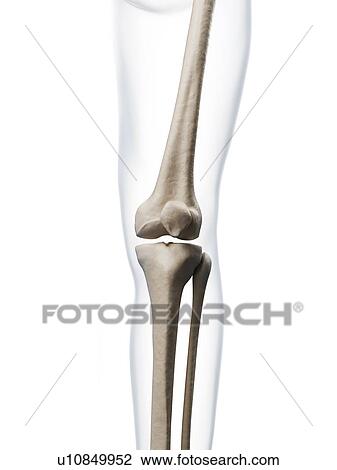 Stock Image - Human arm bones, computer artwork.. Fotosearch